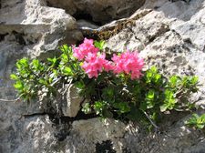 Flora auf dem Gottesacker