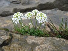 Flora auf dem Gottesacker