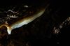 2012_09_30_Eichberghoehle_006.jpg im Album Eichberghöhle