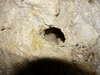 grande_grotte_008.jpg im Album Grande Grotte