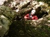 2017_04_Doubs025.jpg im Album Französischer Jura 2017